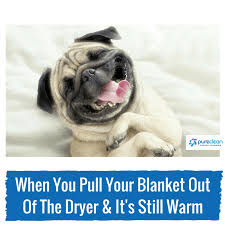 Check spelling or type a new query. How To Remove Pet Smells From Blankets Pet Odor Removal Pureclean Carpet Cleaning