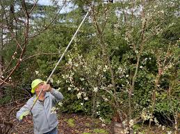 Image result for pruning plum trees