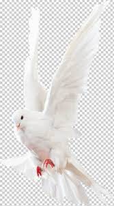 Columbidae Rock Dove Homing Pigeon Png Animal Animals Beak Bird Columba Homing Pigeons Png Pigeon