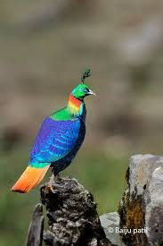 April Bird Of The Month Colorful The Name Of This Bird Is Himalyan Monal It S One Of The Most Beautiful And Rare Species Of India Beautiful Birds Most Beautiful Birds Wild Birds