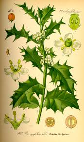 Ilex Aquifolium Wikipedia Holly leaves stock photos and images. ilex aquifolium wikipedia