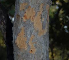 Image result for Stadmannia oppositifolia