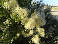 Image result for Clematis brachiata