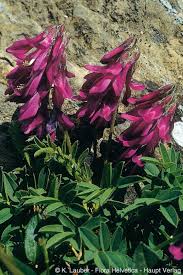 Image result for Hedysarum