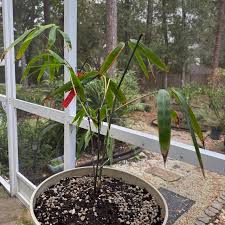 Image result for Anchomanes giganteus