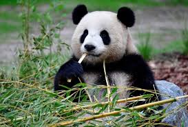 Heyy, i'm dapandagirl and i love playing roblox along with meeting new people! Berlin Zoo Delights In Rare Birth Of Panda Twins
