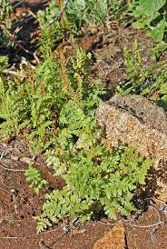 Image result for Anemia angolensis