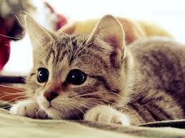 Kedi Kendi Yavrusunu Yer Mi