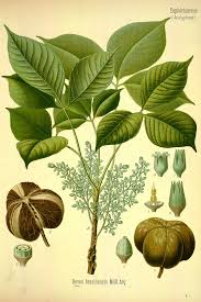 Image result for Hevea brasiliensis