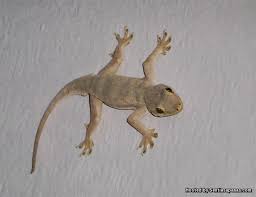 Namun yang harus kamu ketahui, hewan. Benarkah Bahawa Cicak Mesti Dibunuh Sentiasa Panas