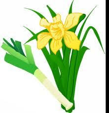 Leek Daffodil Saint David Of Wales Welsh Emblem Irish Symbols