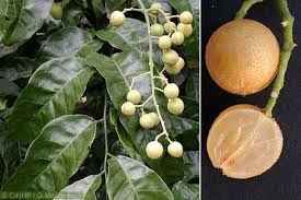 Image result for Clausena