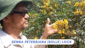 Image result for Senna petersiana