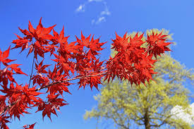Jungle Fever with Exotic Cutie