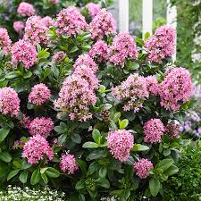 Image result for Escallonia