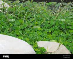 Image result for Marsilea minuta