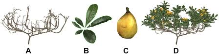 Tree patches are farming patches used by players to grow their own personal trees.much like other trees, these can be chopped using the woodcutting skill to obtain logs.the necessary tree seeds to grow them must be obtained from bird nests or other sources. Frontiers Optimal Design Of Plant Canopy Based On Light Interception A Case Study With Loquat Plant Science