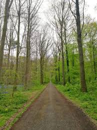 Dutch for halle's forest, hallerbos is located about 30 minutes outside of brussels. How To See The Magical Purple Forest Of Hallerbos In Belgium Tassie Devil Abroad