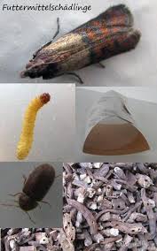 Zudem gibt es weitere unterschiede zwischen gespinstmotte und eichenprozessionsspinner, die leicht erkennbar. Deguhilfe Sud E V Es Kreucht Und Fleucht Im Degukafig Nein Damit Sind Nicht Die Einzelnen Ameisen Kleinen Kafer Blattlause Oder Spinnen Gemeint Die Man Beim Pflucken Von Frischfutter Schnell Erst Im