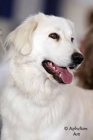 Akbash Akbash Dog Livestock Guardian Dog Akbash