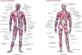 Superficial And Deep Muscles Chart Flash Anatomy