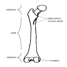 The hip itself is a ball and socket joint, much like the shoulder.the structures necessary to create this joint are the socket, the joint capsule, muscle, ligaments, and the neck. Anatomy And Physiology Of Animals The Skeleton Wikibooks Open Books For An Open World