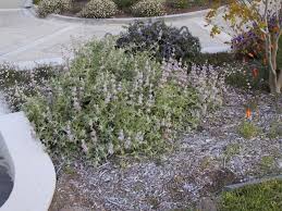 Image result for Salvia stenophylla