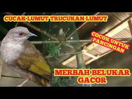 Untuk mengetahui burung jantan dan betina. Cucak Lumut Gacor Untuk Pancingan Merbah Belukar Trucukan Lumut Youtube