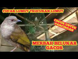 Untuk mengetahui burung jantan dan betina. Cucak Lumut Gacor Untuk Pancingan Merbah Belukar Trucukan Lumut Youtube