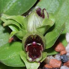 Image result for Satyrium