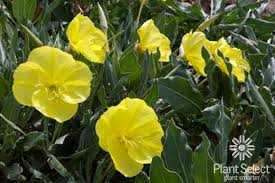 Image result for Ormocarpum schliebenii