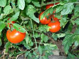 Natural ways to keep bugs off of tomato plants. Should I Cut Off Yellow Leaves On Tomato Plants Gardening Channel