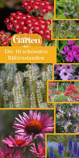 Die 10 Schonsten Blutenstauden Im Juli Pflanzen Mehrjahrige Pflanzen Blumen Stauden