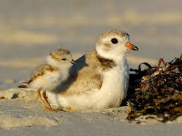 This cute little thing is only found in russia and a few areas in kazakhstan. Piping Plover Wildlife Preservation Canada