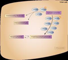 Image result for Cyclophosphamide