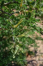 Image result for Erianthemum ngamicum