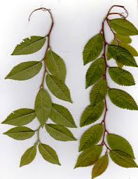 In zone 9 it keeps its green leaves all winter, so it is effectively an evergreen tree. Ulmus Parvifolia Drake Wikipedia