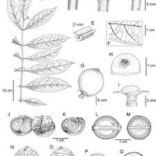 Image result for Crotonogynopsis australis