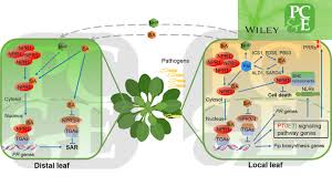 Maybe you would like to learn more about one of these? Plant Cell Environment Home Facebook