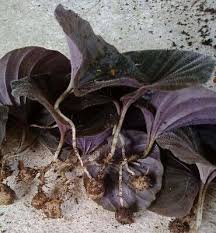 Image result for Nervilia petraea