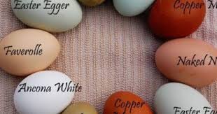 Small White Bird Eggs With Brown Spots Eggs Names And Colors Egg Laying Chickens Chicken Egg Colors Chickens Backyard