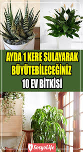 Az Bakim Gerektiren Ev Bitkileri Ve Cicekleri 2020 Bitki Etli Yaprakli Bitki Bahcesi Sifali Bitki Bahcesi