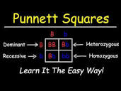 Punnett Squares - Basic Introduction - YouTube