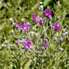 Image result for Vernonia natalensis