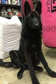 to our black akc german shepherd puppy akc black german puppy shepherd german shepherd puppies shepherd puppies german shepherd dogs