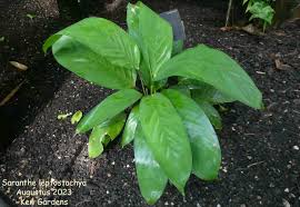 Image result for Sarcophrynium brachystachyum