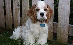 We did not find results for: Cumberland Sheepdog Puppies Puppy Dog Gallery