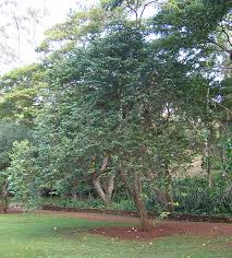 Image result for Averrhoa carambola