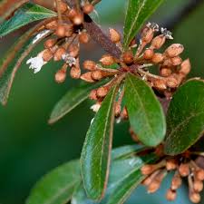 Image result for Cyperus tenax