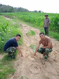 Tpbs operates thai pbs (ไทยพีบีเอส), which was formerly known as itv, titv and tv thai television station, respectively. Ranger Treiben Tiger Zuruck In Den Dschungel